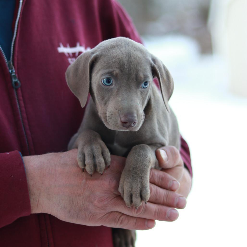 Ct Quiche Avail March