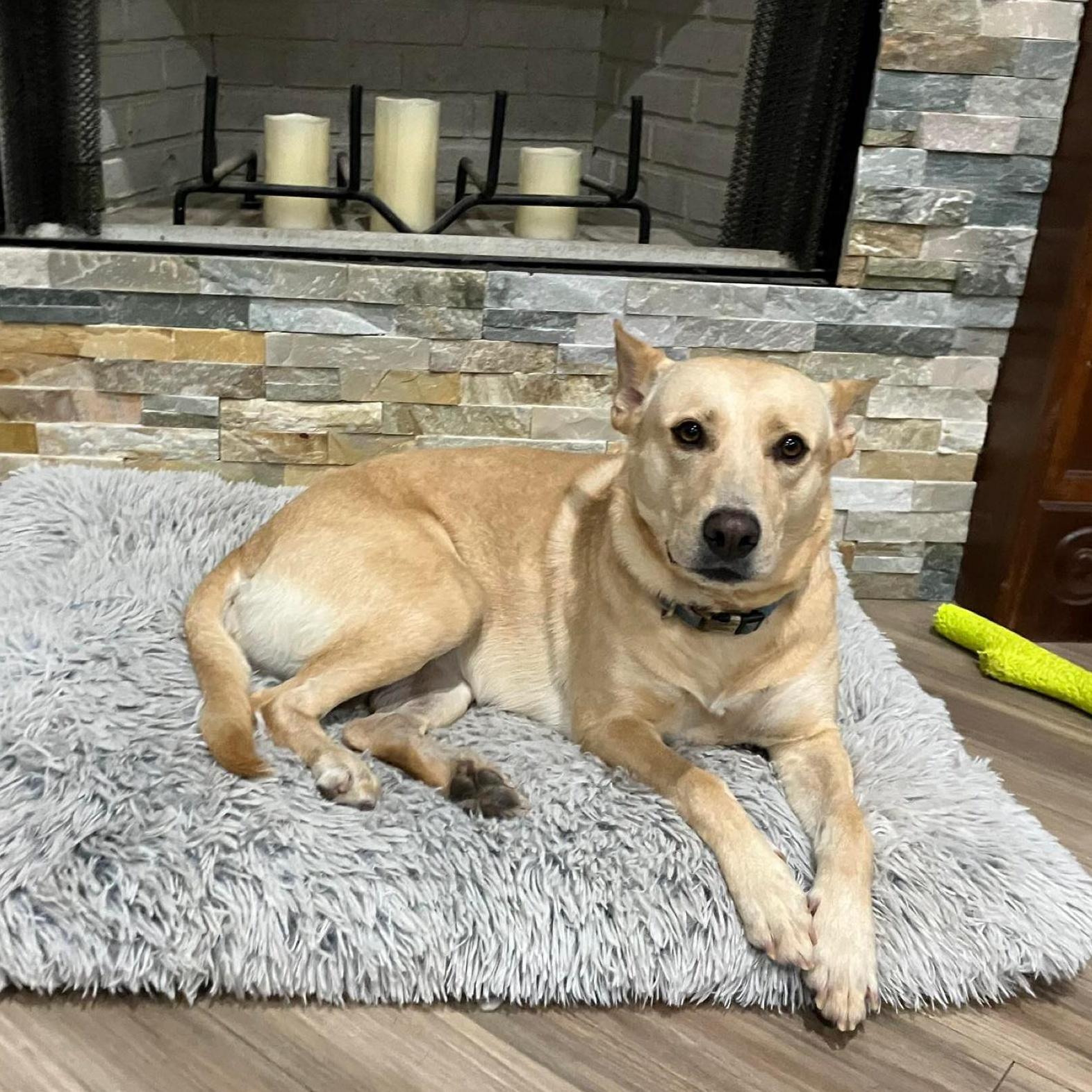 An adult medium-sized female Yellow / Tan / Blond / Fawn Retriever dog named Maddie for adoption in Corpus Christi, TX