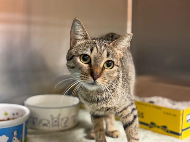 A young small-sized female Domestic Short Hair cat named Tiramisu for adoption in Rancho Cucamonga, CA