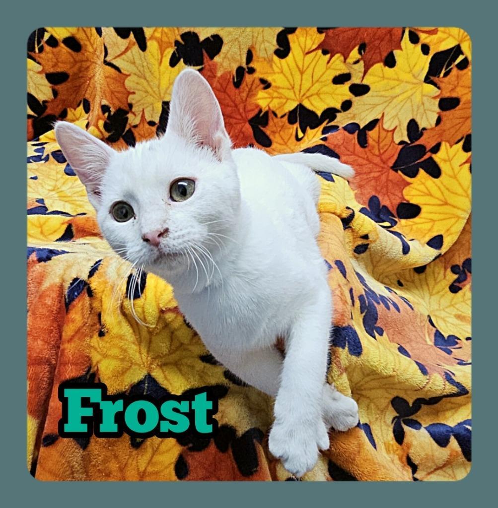 Frost
