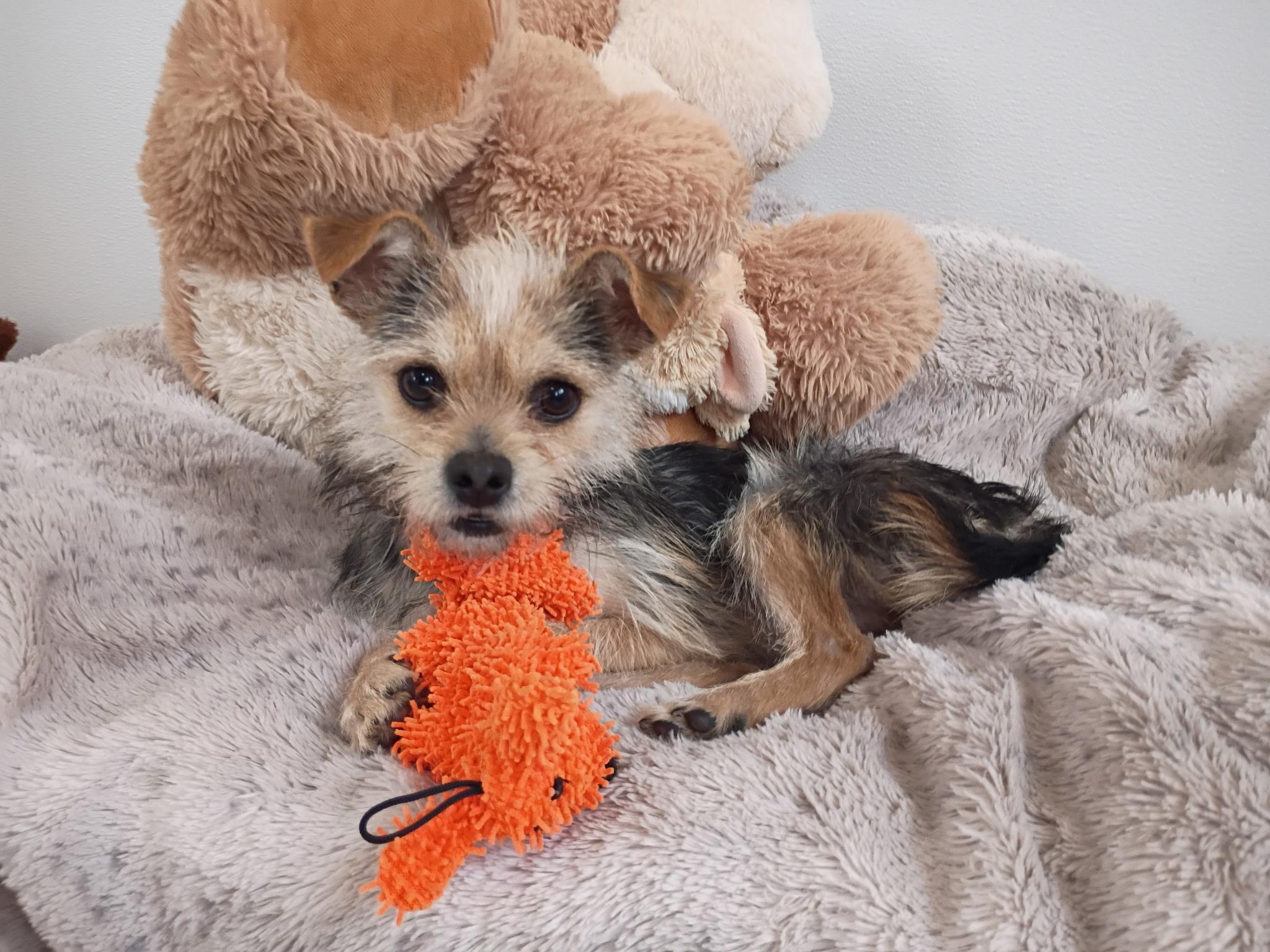 Dodger’s Big Jump Home photo 1