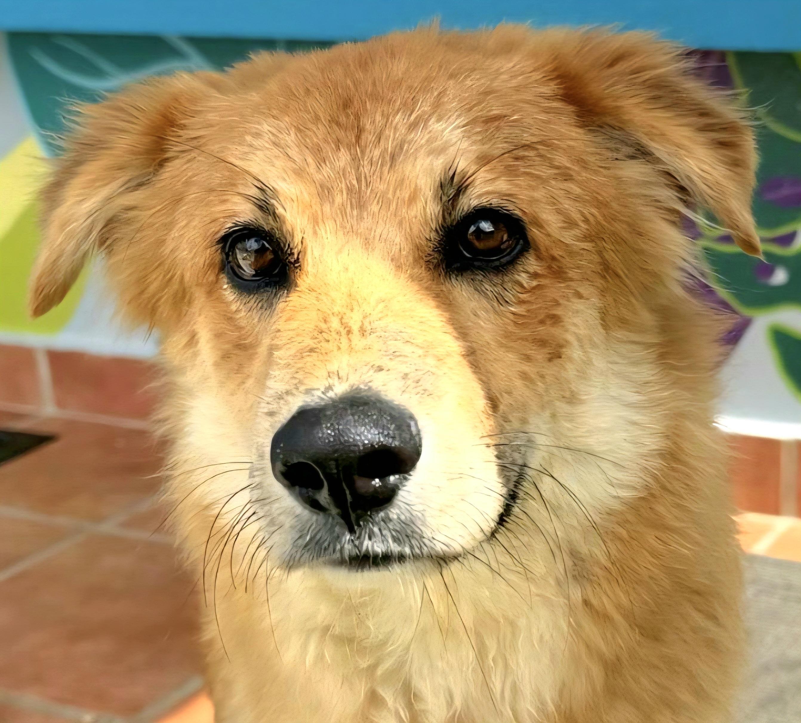 Bacon Baxter "friendly &