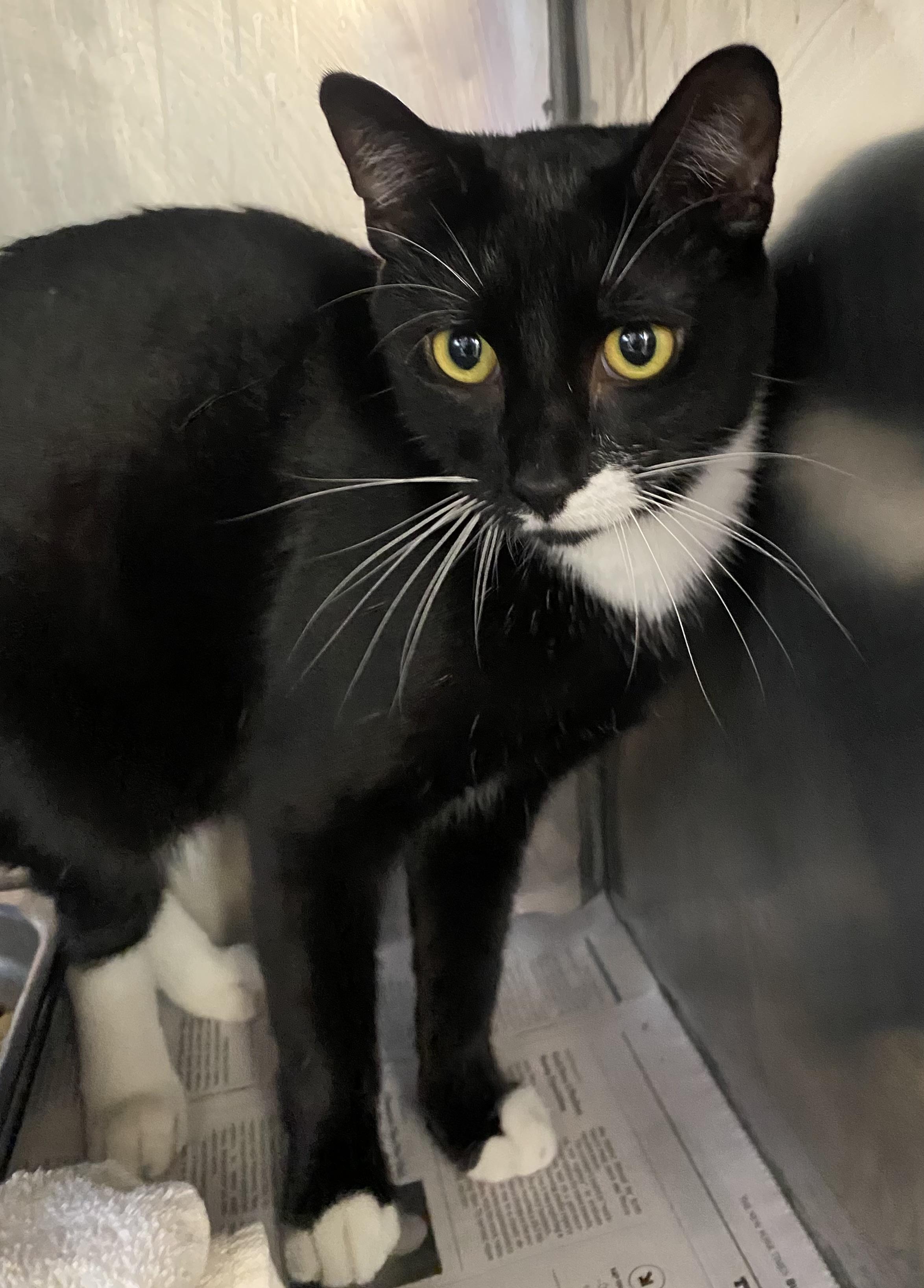 Tribal Chief Roman Reigns