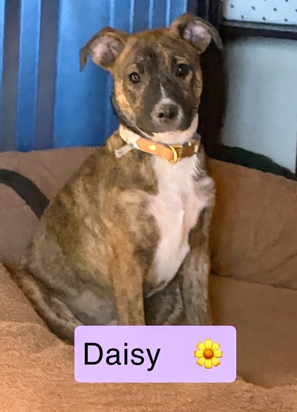 Daisy