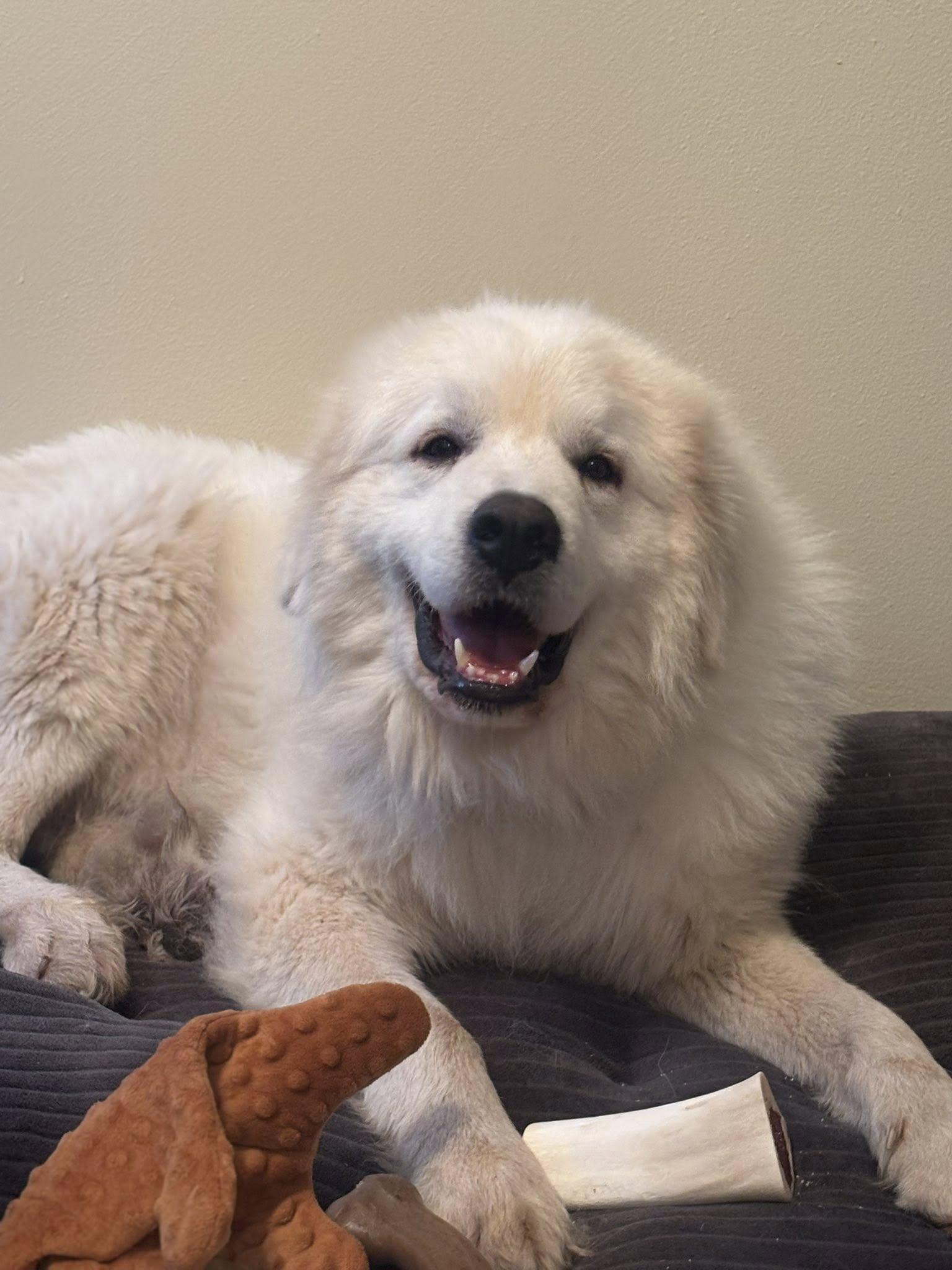 Claus The Majestic Great