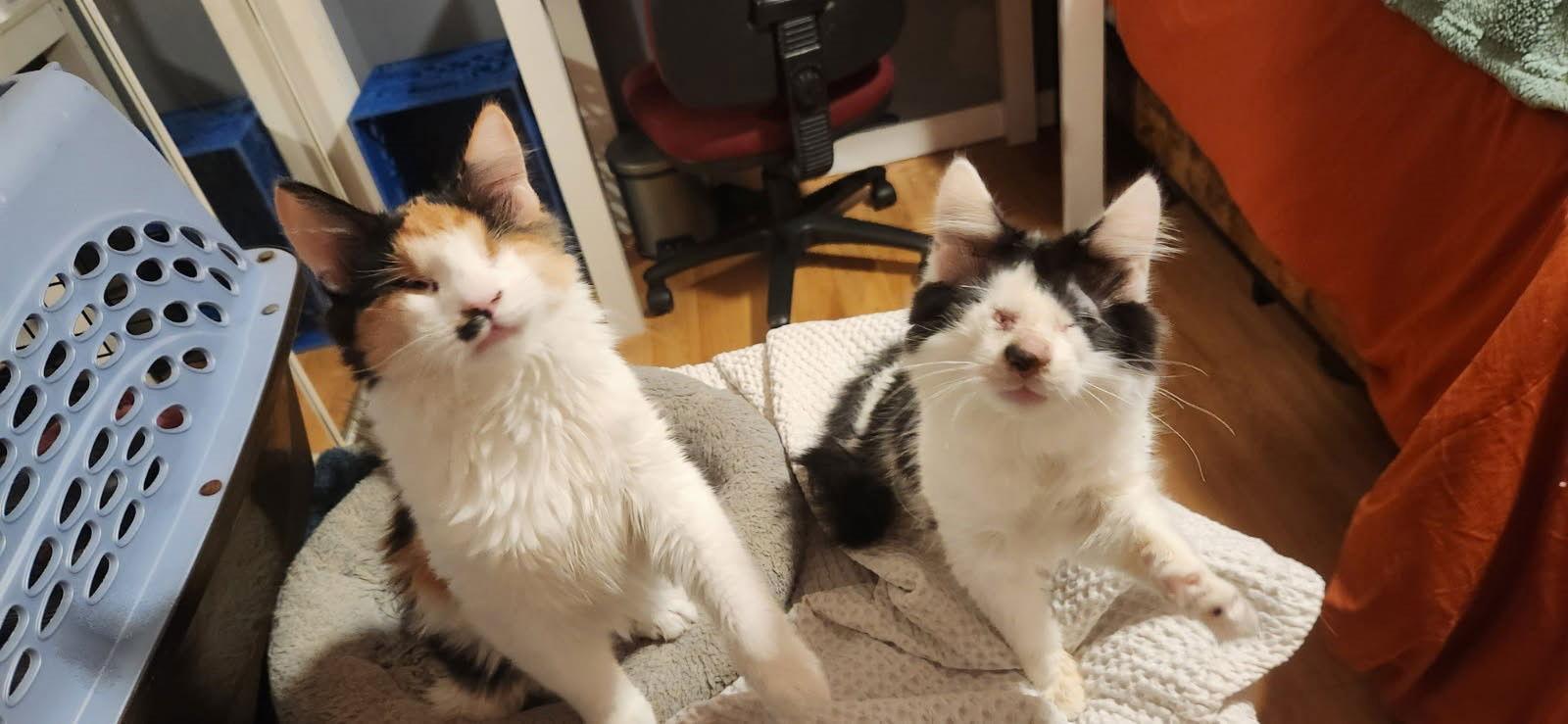 Marko Bonded With Anastasia