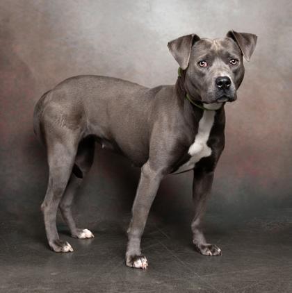 An adult large-sized female Pit Bull Terrier dog named Lulu for adoption in Atlanta, GA