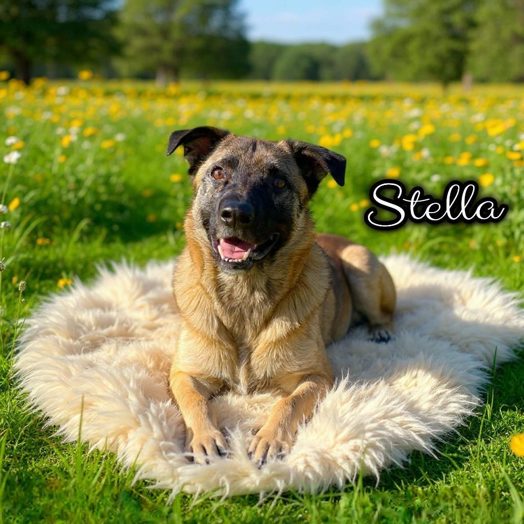 Stella Paws