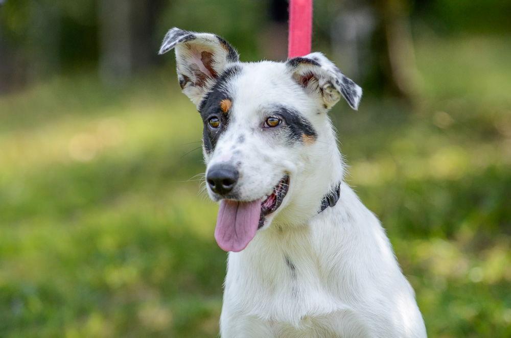 A young medium-sized female Australian Cattle Dog / Blue Heeler dog named Clover for adoption in Brick, NJ