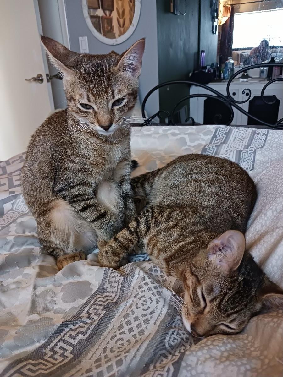 A young medium-sized female Tabby cat named Spot & Rover for adoption in Weston, FL