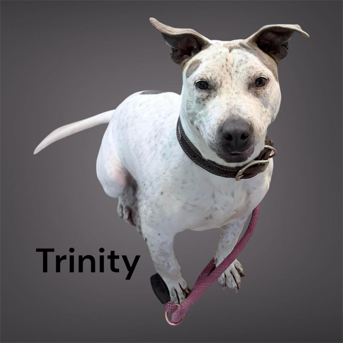 Tritny