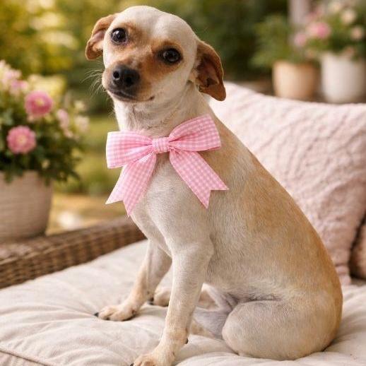 Vida "let's Live Life