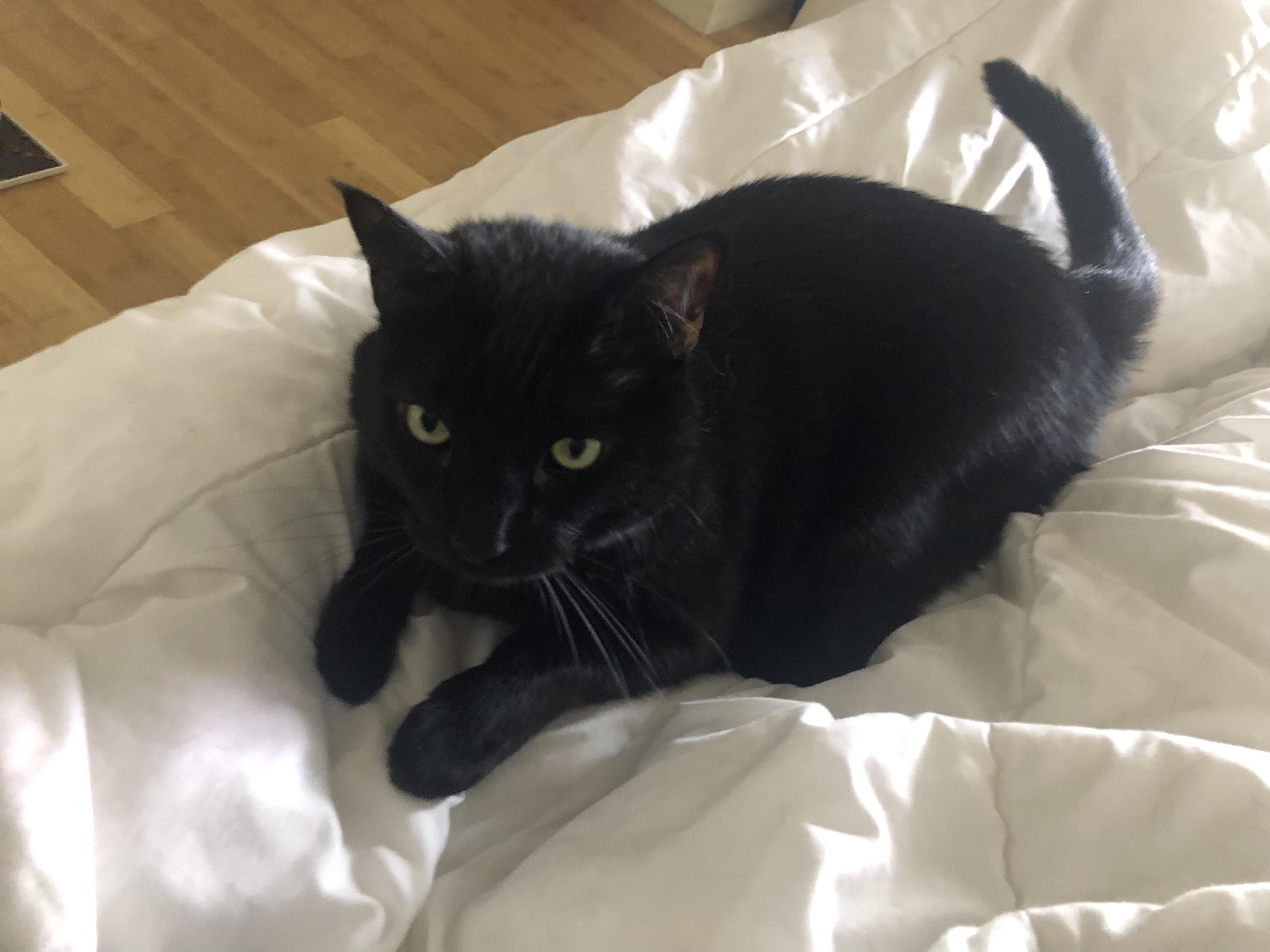 Gastón And Shere Khan