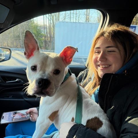A young medium-sized female White / Cream Mixed Breed dog named Angel for adoption in Vineland, NJ