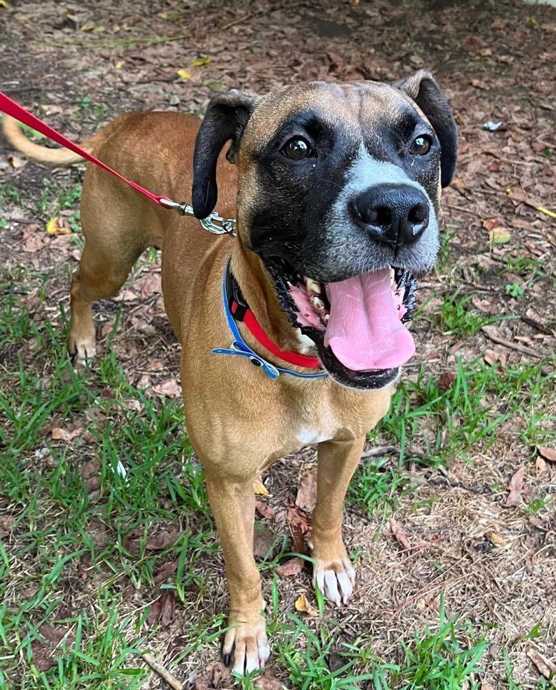An adult large-sized male Tricolor (Brown, Black, & White) Boxer dog named Vega for adoption in Zuni, VA