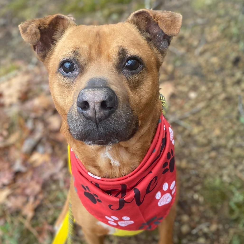 A senior medium-sized male Brown / Chocolate Mixed Breed dog named Rocko for adoption in Greensboro, NC