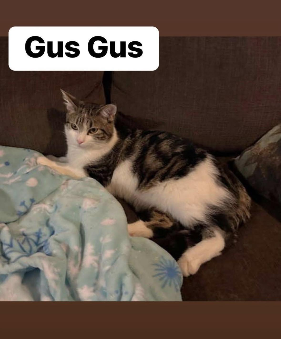 Gus Gus