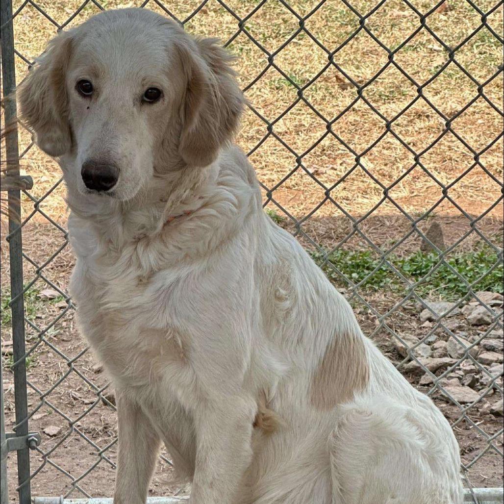 An adult medium-sized female White / Cream Great Pyrenees dog named Primrose for adoption in Alexandria, VA
