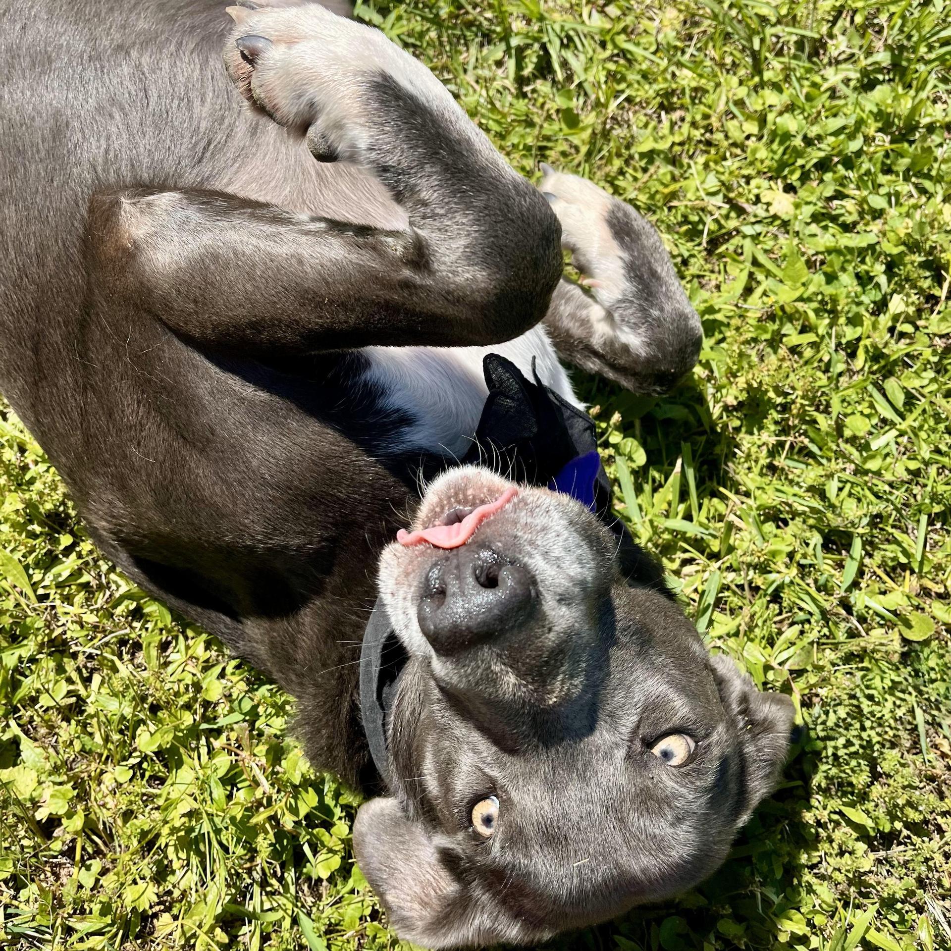 An adult large-sized female Labrador Retriever dog named Lorrie for adoption in angleton, TX