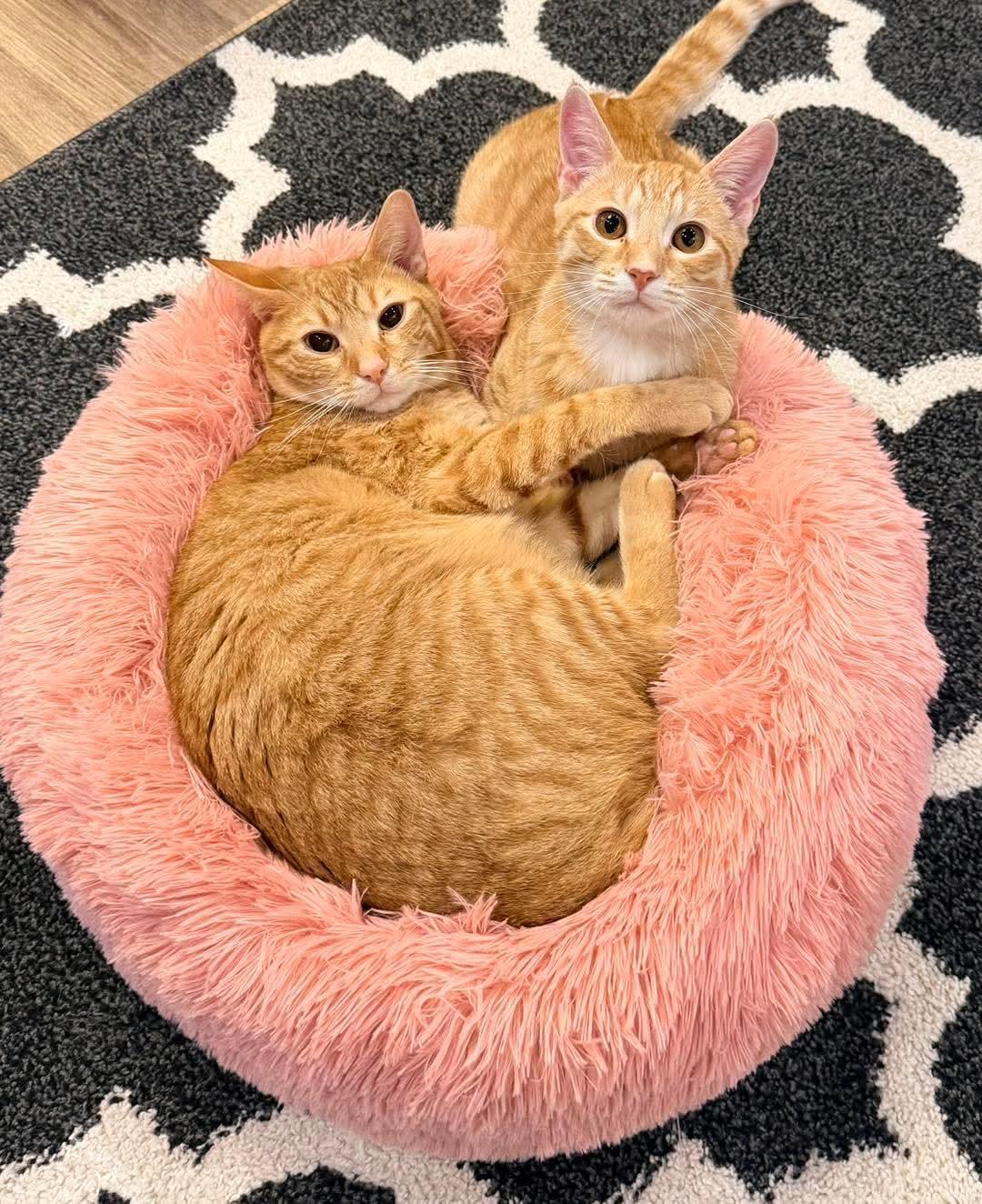 Masala And Skip photo 1