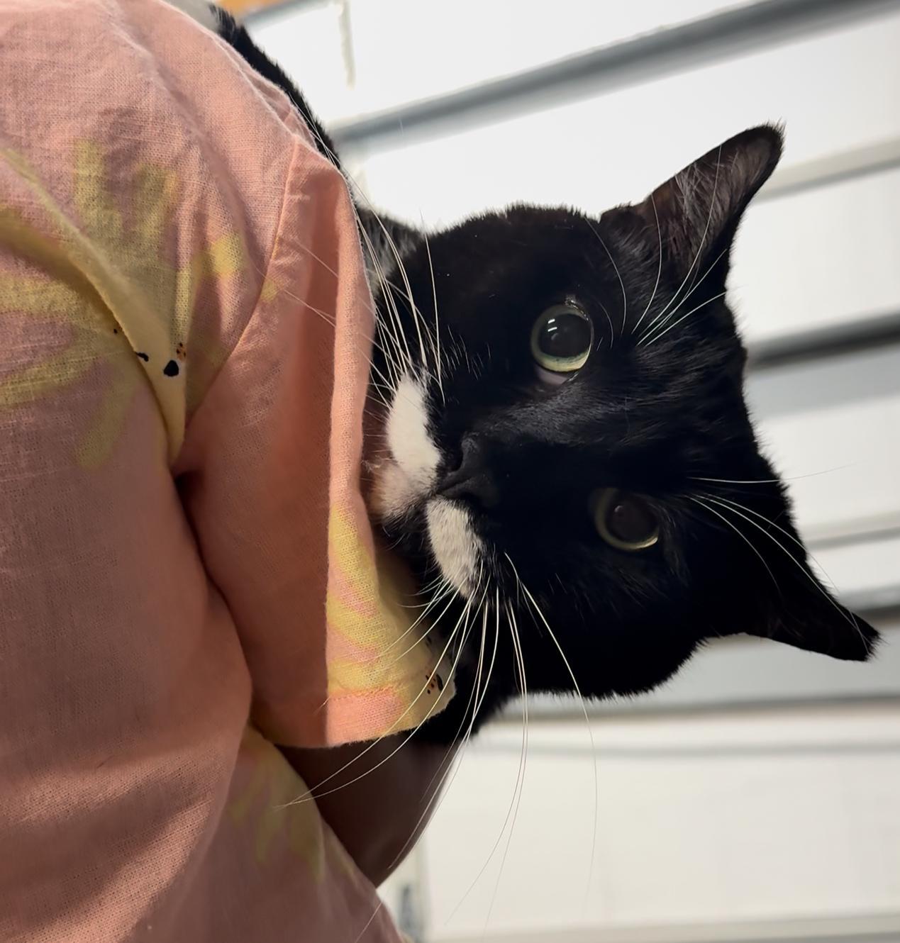 An adult extra large-sized male Black & White / Tuxedo Tuxedo cat named Little T for adoption in Miami, FL