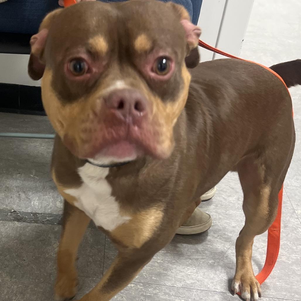 A young large-sized male Brown / Chocolate Pit Bull Terrier dog named Rocky for adoption in Philadelphia, PA