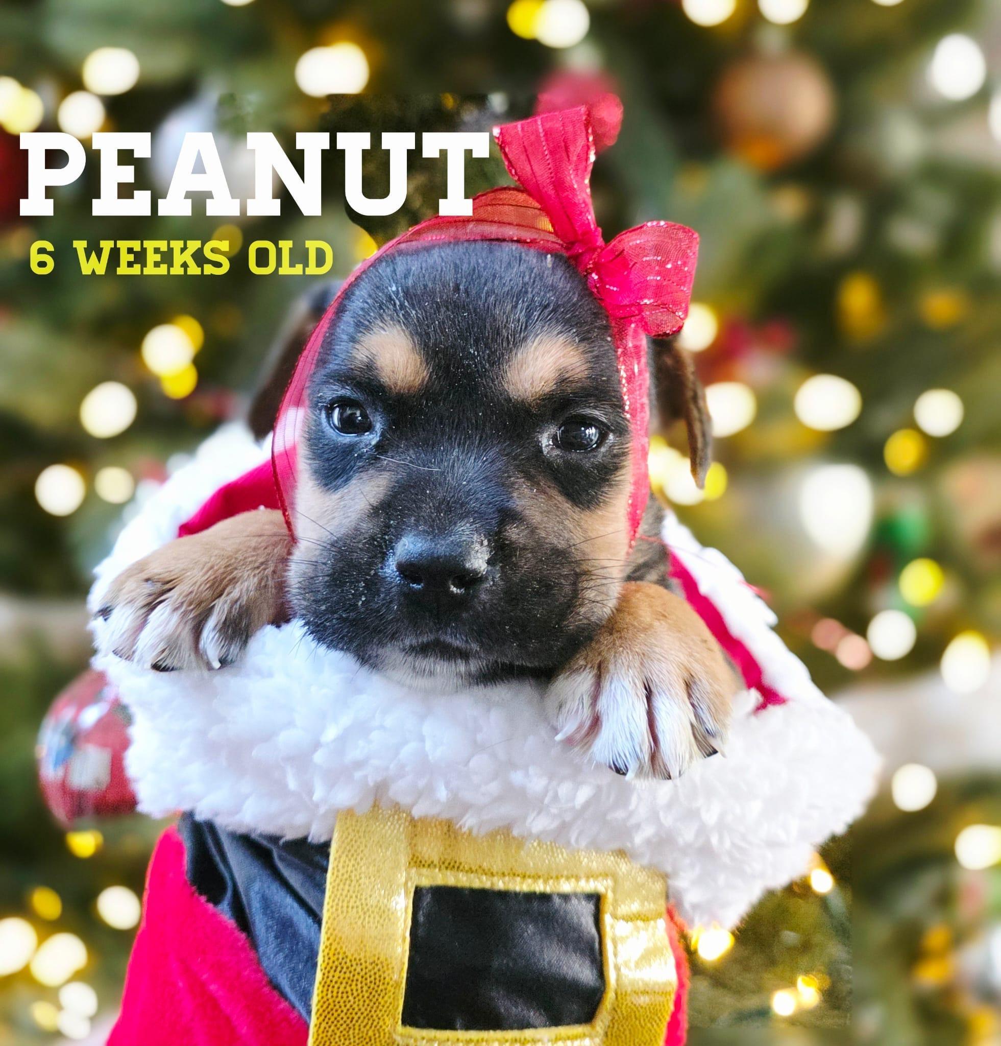 Peanut