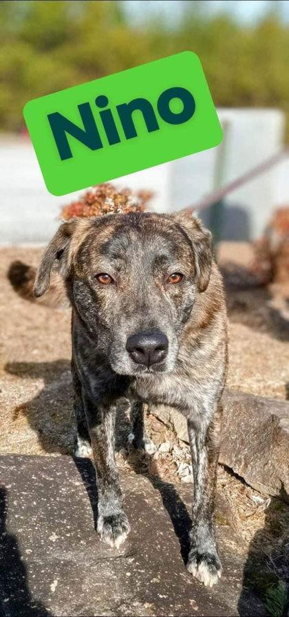 Nino
