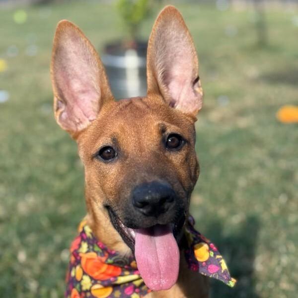 Feah Playful Little Working