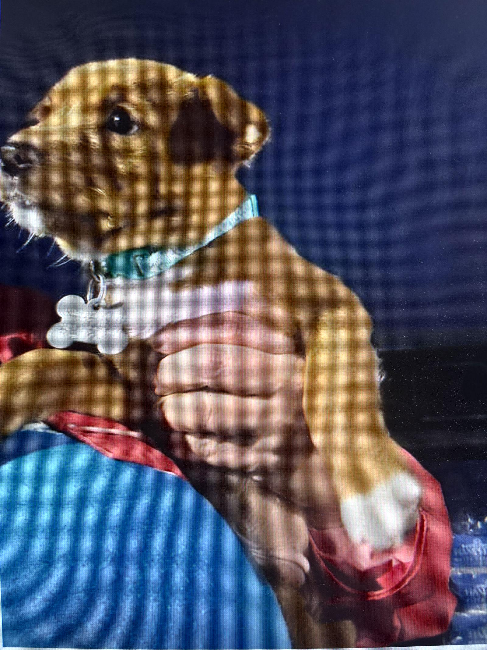 Johnny Traitors Litter