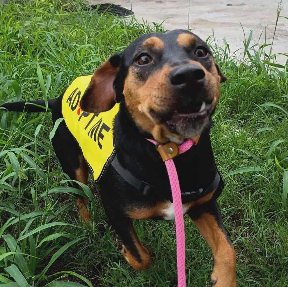 A young medium-sized female Boxer dog named Taylor for adoption in Kempner, TX