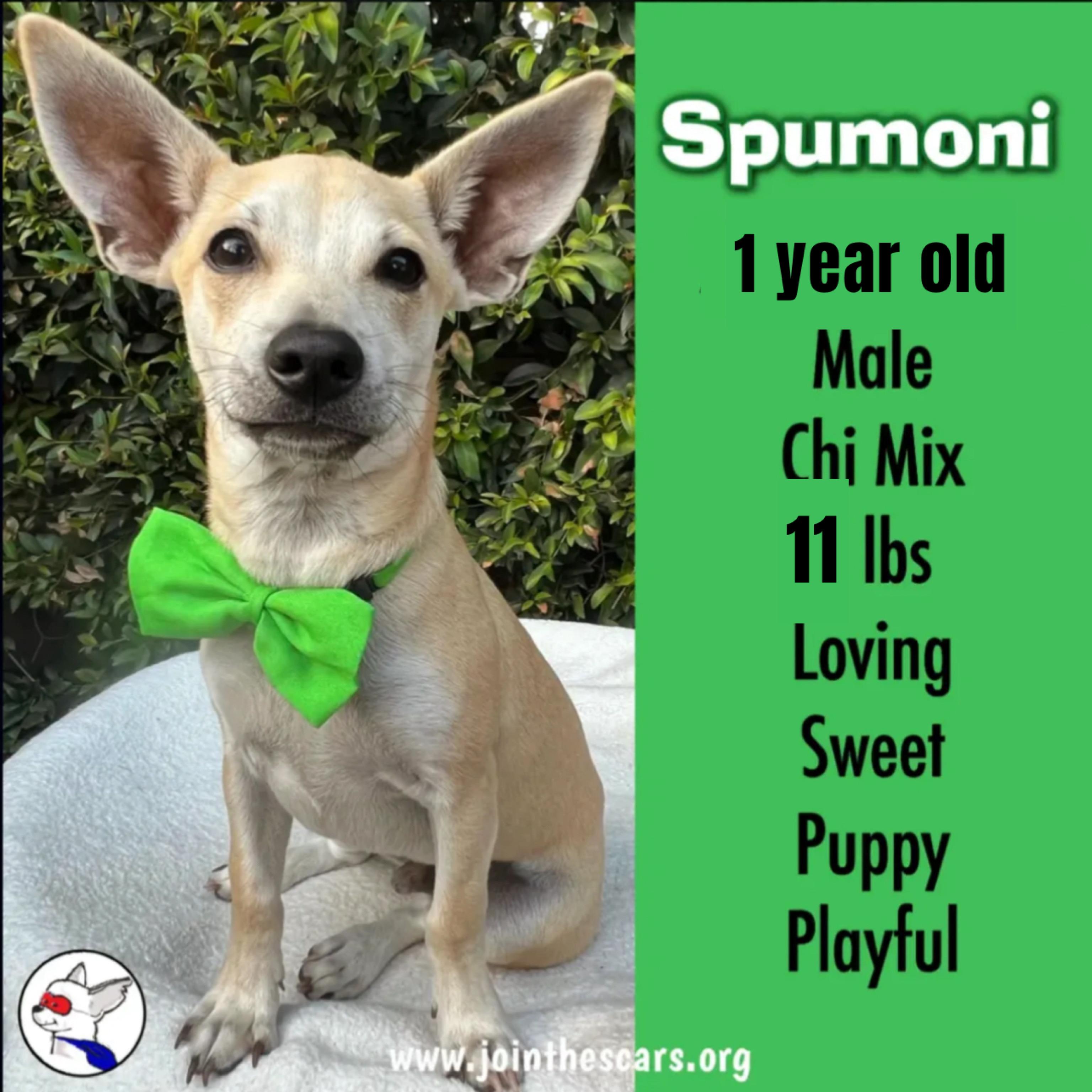 Spumoni