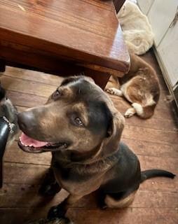 An adult medium-sized female Mixed Breed dog named Peg for adoption in Sumter, SC