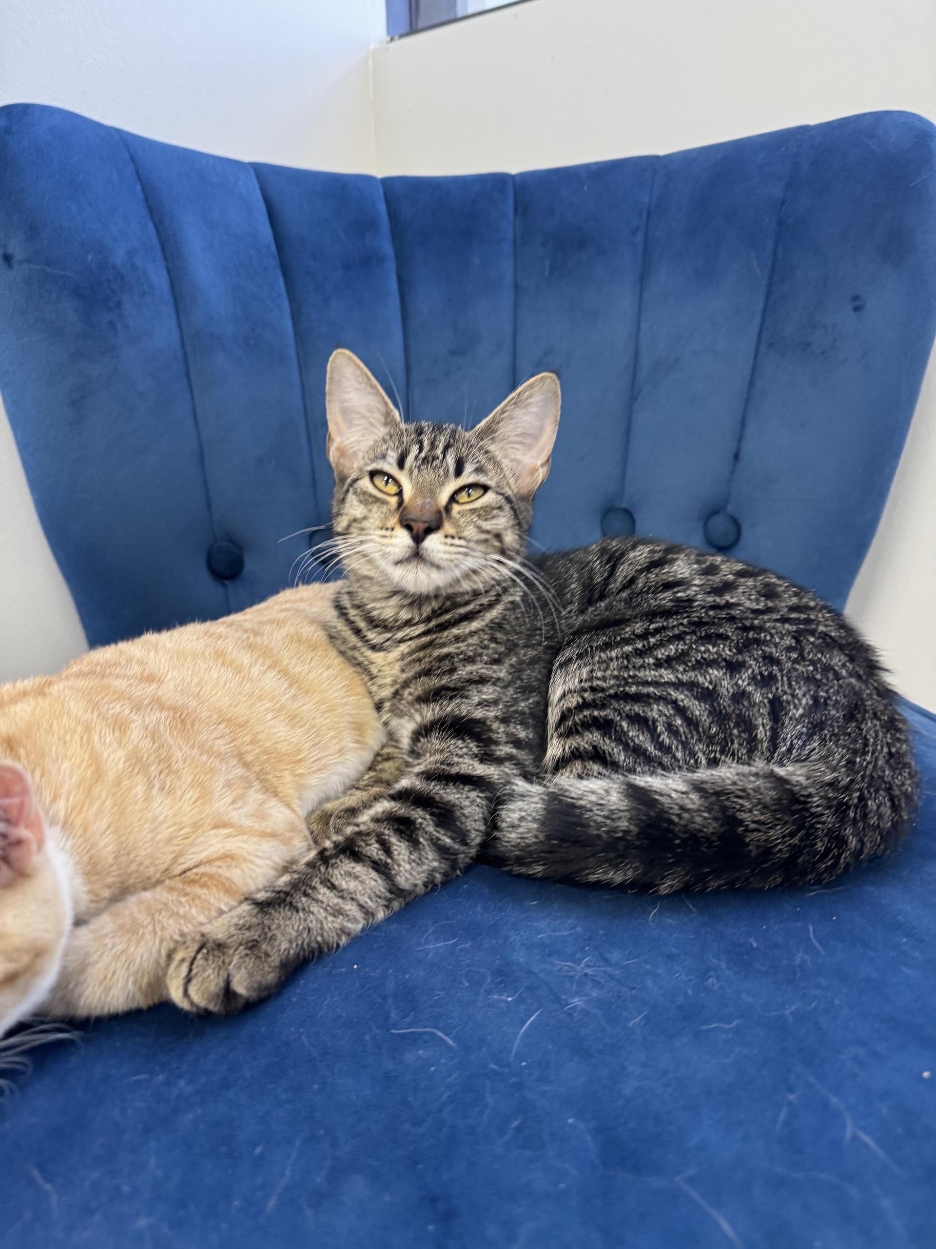A baby small-sized female Tabby (Brown / Chocolate) Domestic Short Hair cat named Folsie for adoption in FORT LAUDERDALE, FL