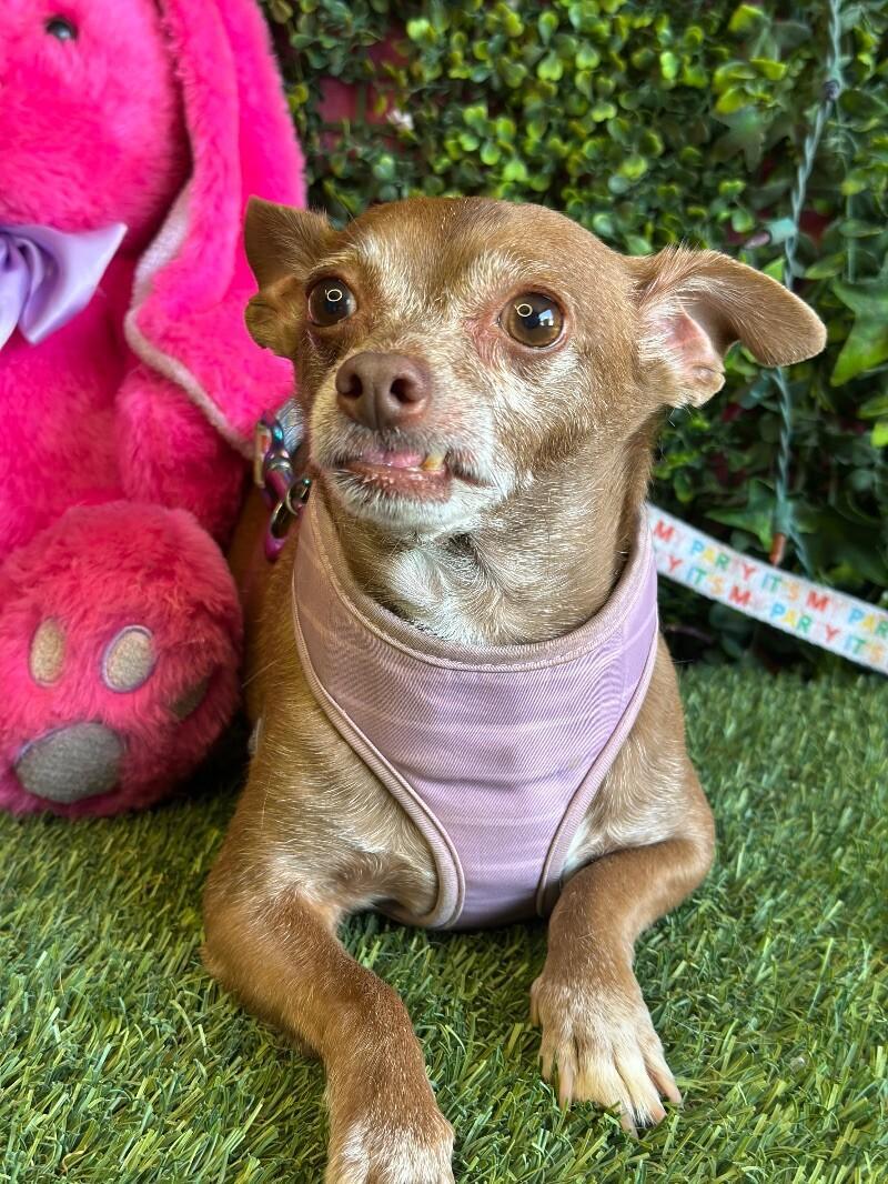 A senior small-sized male Brown / Chocolate Chihuahua dog named Bruce Willis for adoption in Carlsbad, CA