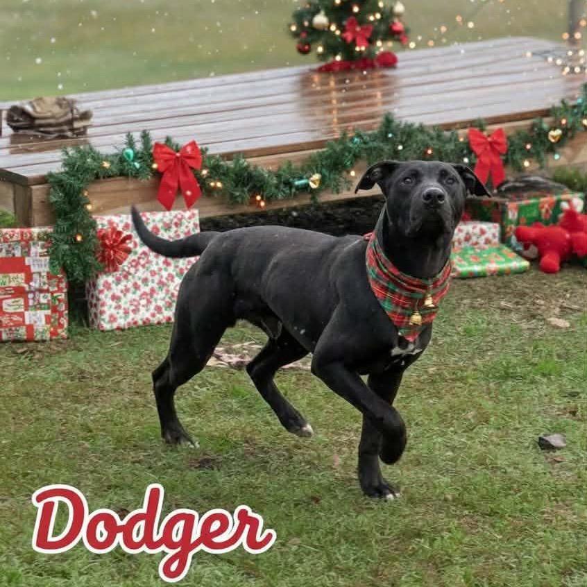 Dodger