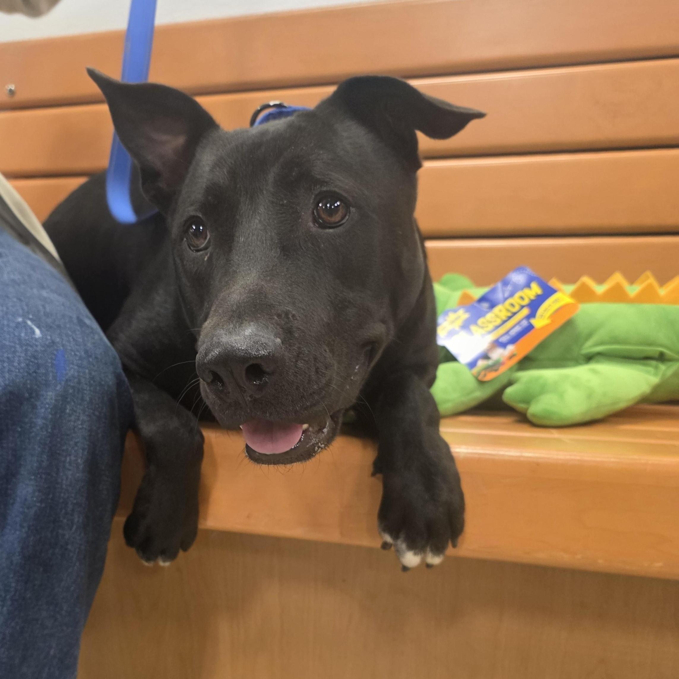 Pj Loving And Playful