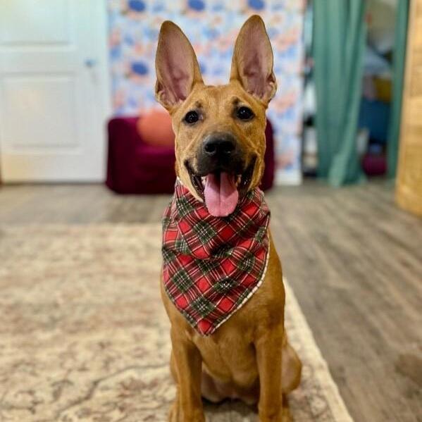 Feah Playful Little Working