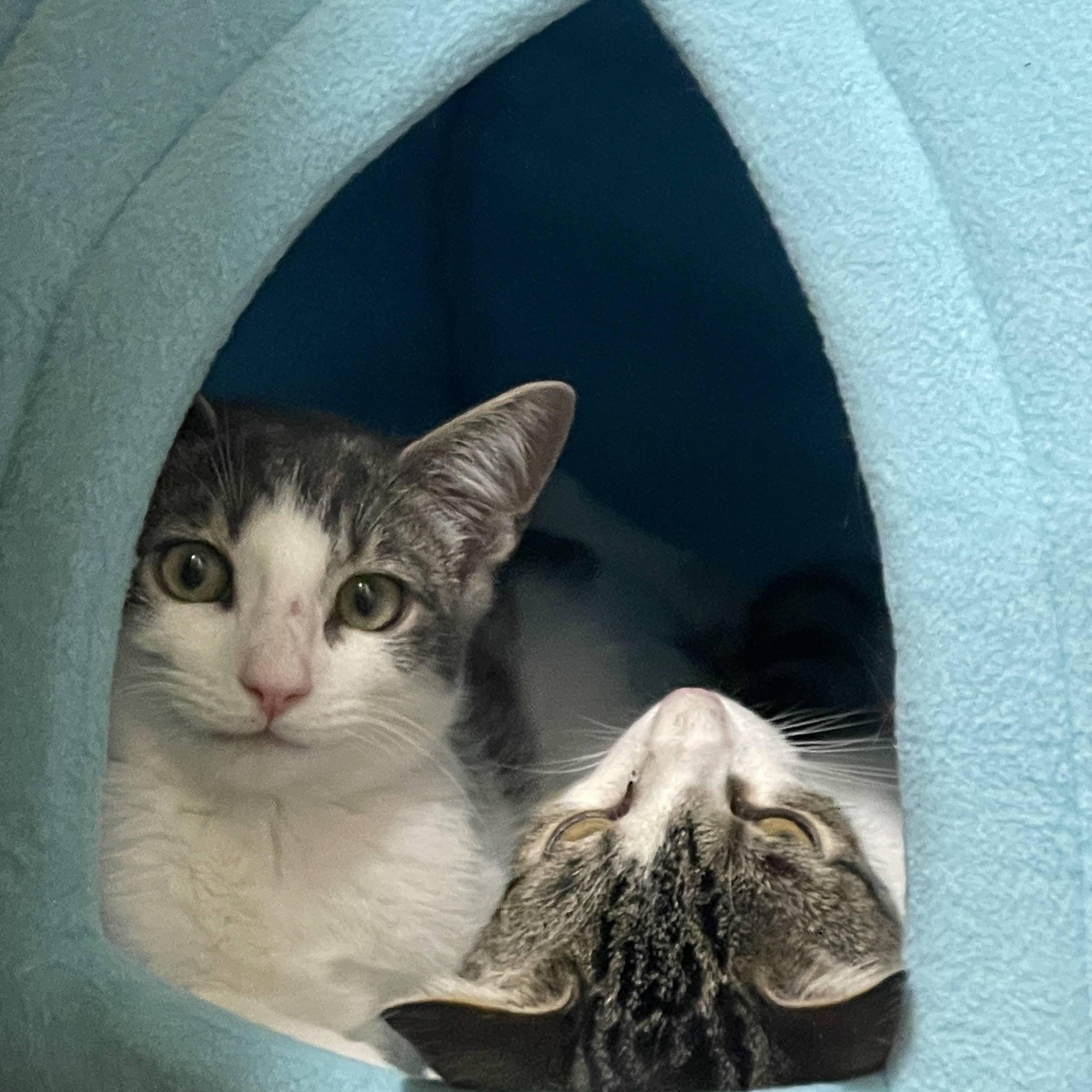 Shrimp Scampi And Pastina