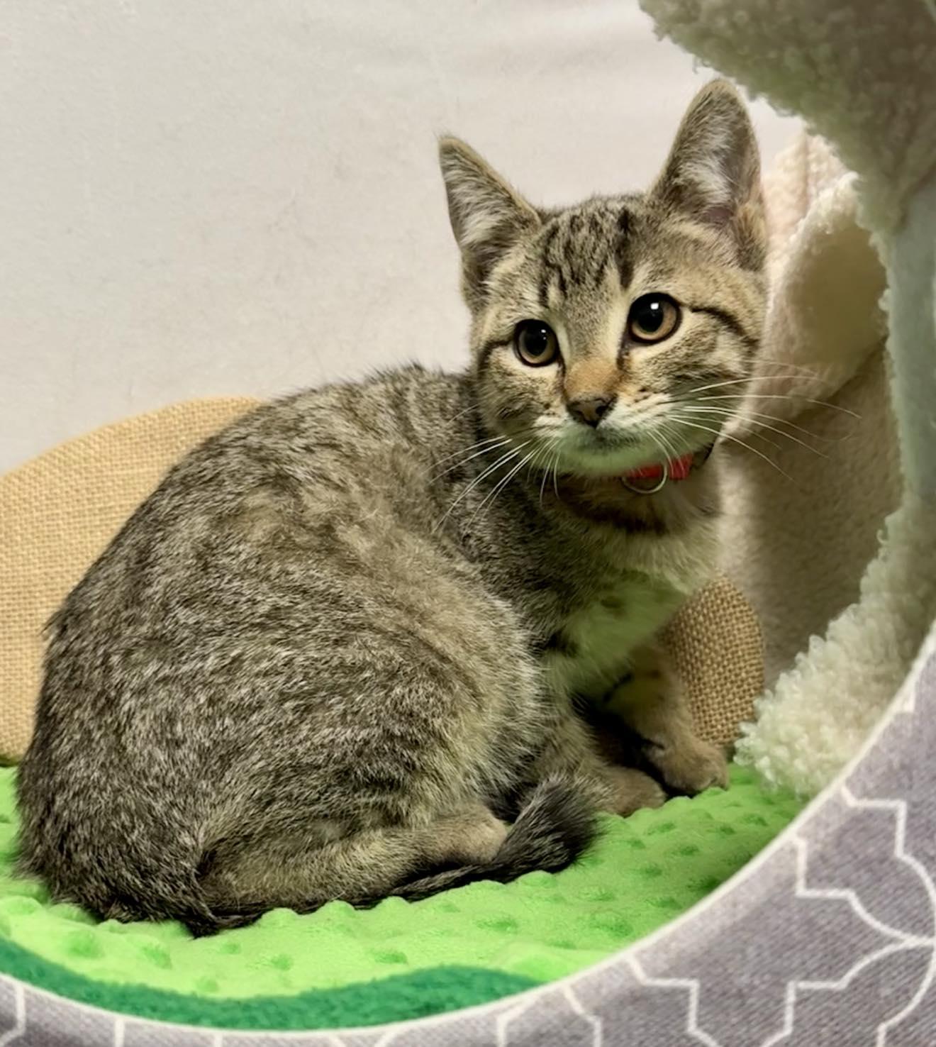 Luke Purrfectly Playful