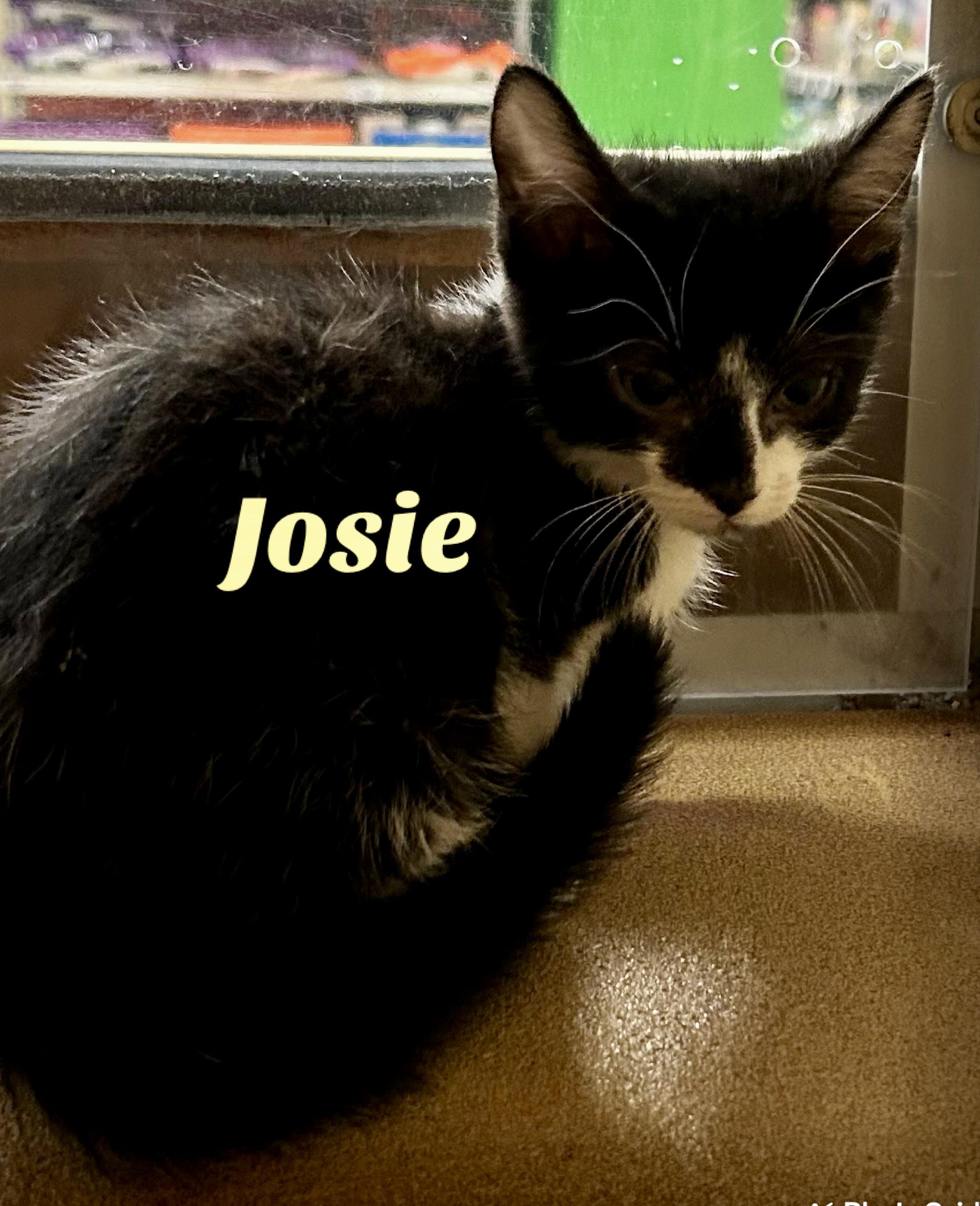 Josie