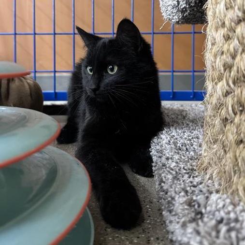 A young medium-sized female Black Domestic Short Hair cat named Martini Chow Hound for adoption in Grand Rapids, MI