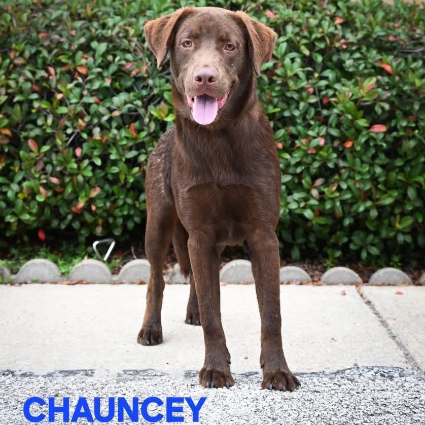 Chauncey photo 1