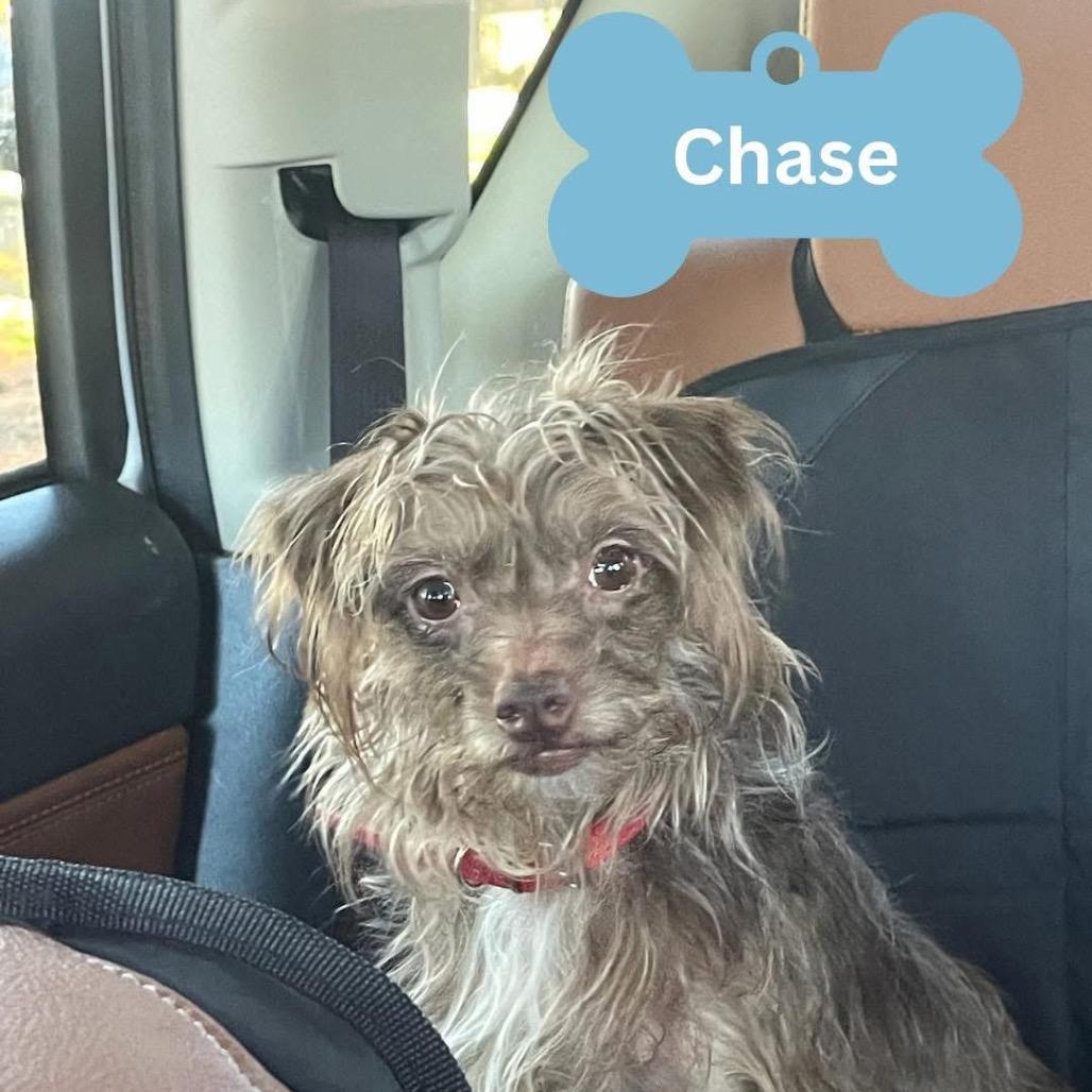Chase