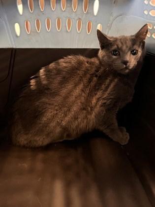 A baby small-sized female Domestic Short Hair cat named Morning Star for adoption in Atlanta, GA