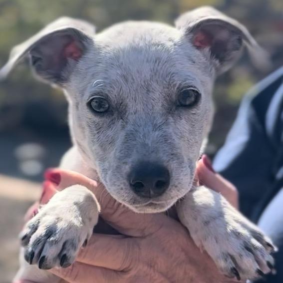 A young medium-sized male White / Cream Bull Terrier dog named Bluey for adoption in Midland, TX
