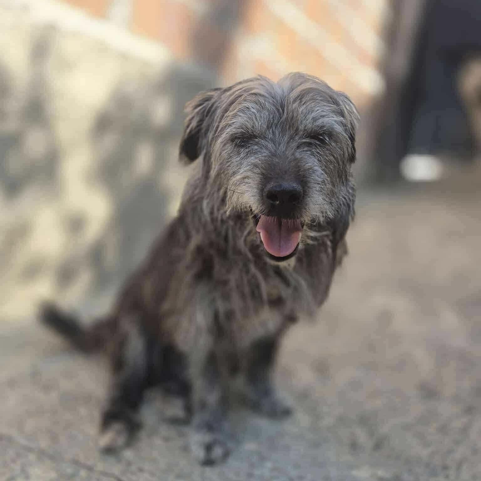 An adult small-sized female Gray / Blue / Silver Terrier dog named Lottie for adoption in Verona, NJ