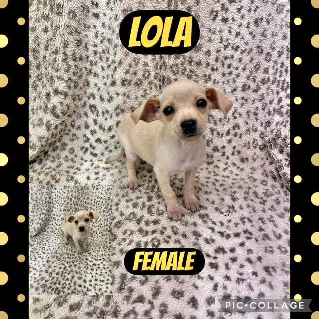 Lola