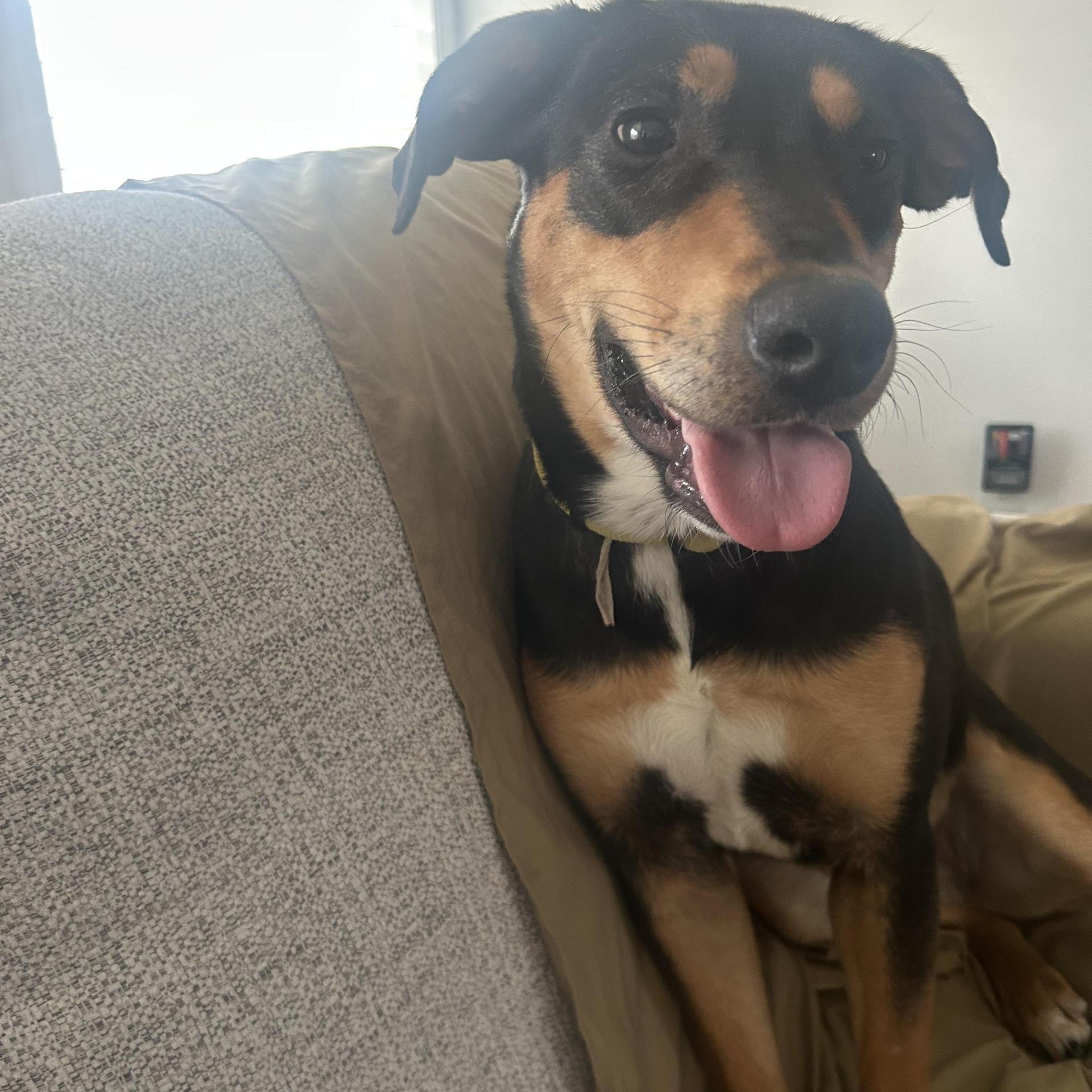 A young medium-sized female Bicolor Labrador Retriever dog named Nyla for adoption in Brookeville, MD