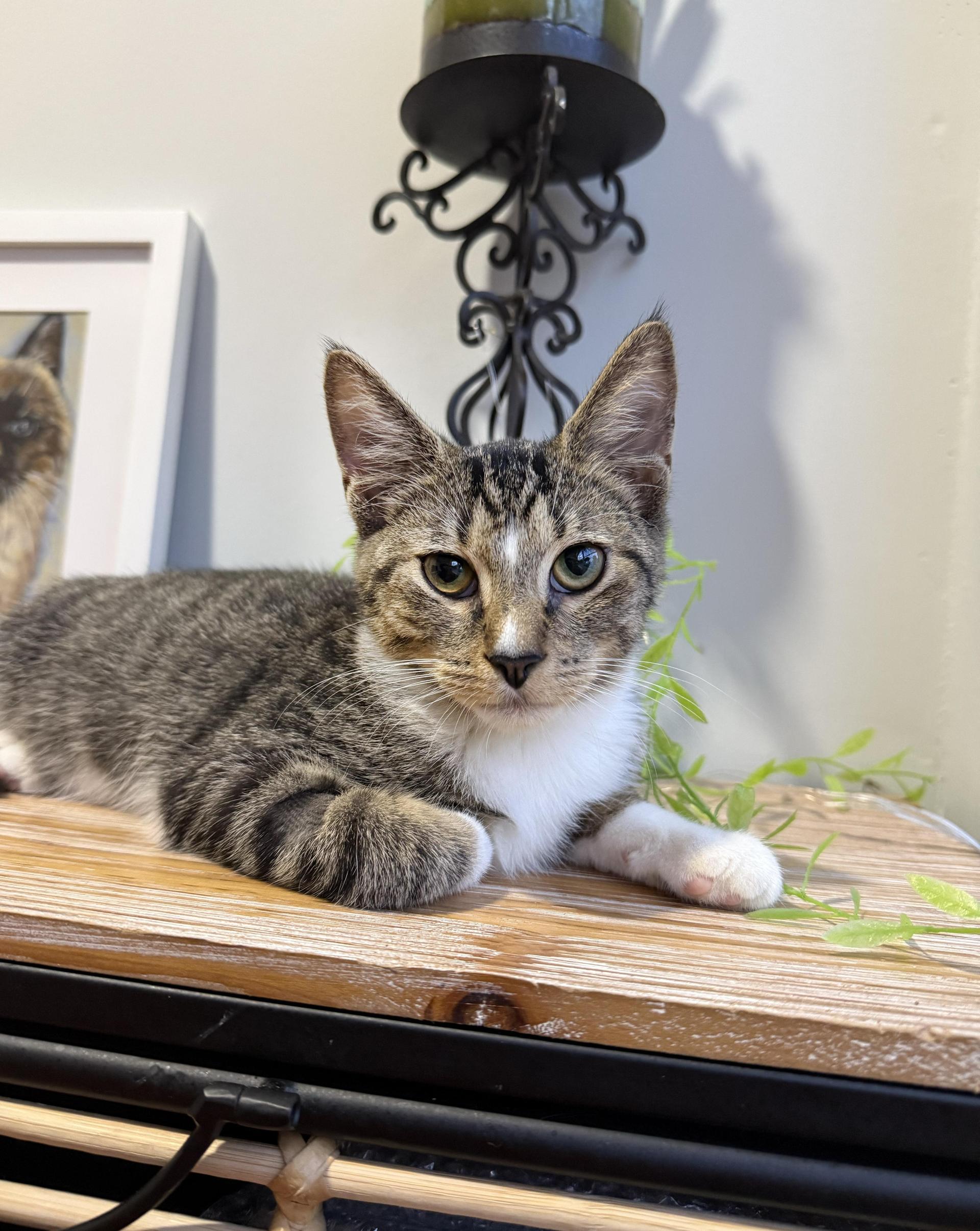 A baby small-sized male Tabby (Brown / Chocolate) Domestic Short Hair cat named Eli for adoption in Boca Raton, FL